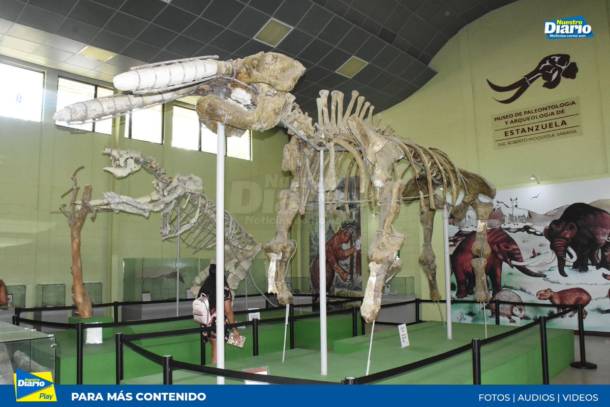 #DíaDeLosMuseos 🇬🇹| Estanzuela, Zacapa, se privilegia por poseer el único Museo de Paleontología en Centroamérica, convirtiéndose en la cuna de la paleontología en el área. Muestra ejemplares de animales de la era Cenozoica, como mastodontes, perezosos, armadillos gigantes, entre