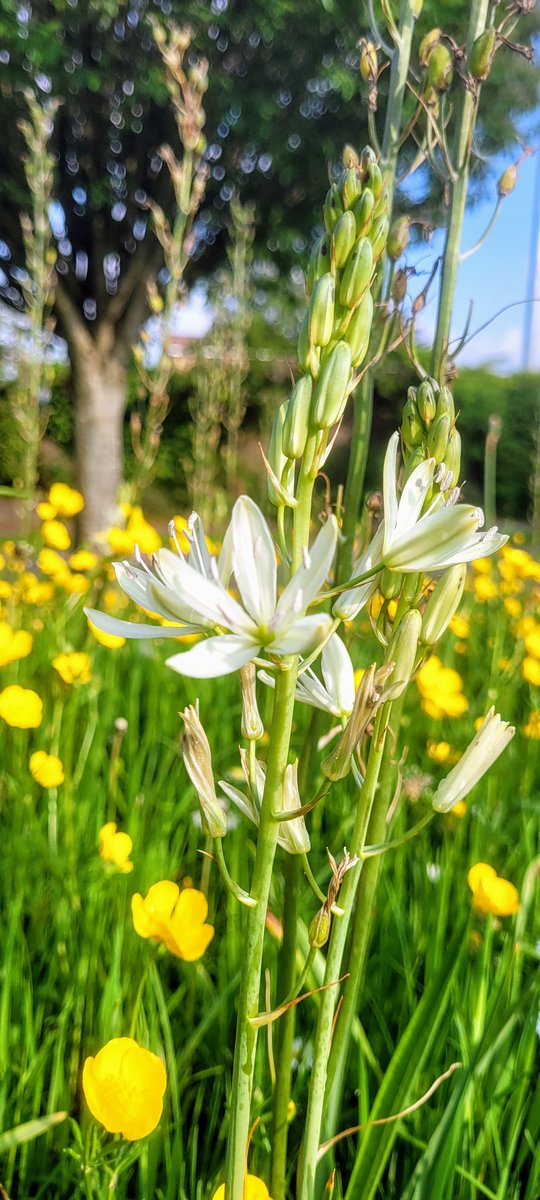 Today wherever you are, the white Camassia against a golden sea of Buttercups. Lus bán i bhfarraige buí.