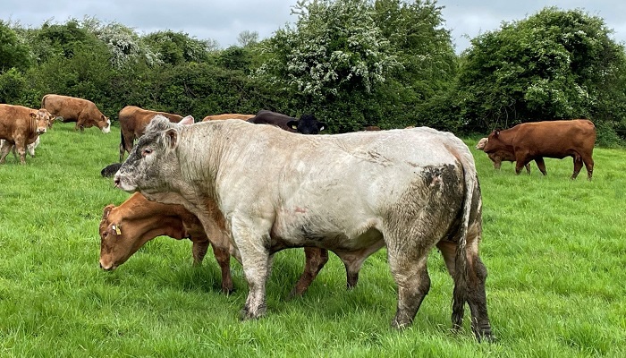 Gabriel Trayers, @TeagascBeef #FutureBeef Advisor, tells us how Michael and Niall Biggins are getting back on track after a difficult spring, focusing on replenishing silage stocks, introducing a red clover sward and breeding bit.ly/3KqC1qB