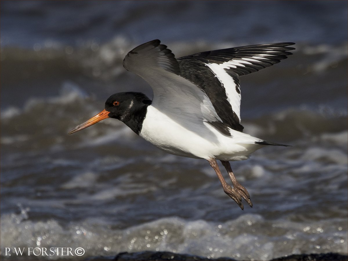 Oyster Catcher from Redcar Scars this week @teesbirds1 @WhitbyNats @clevelandbirds @teeswildlife @DurhamBirdClub @TeesmouthNNR @RSPBSaltholme @YWT_North @YorksWildlife @NTBirdClub @WildlifeMag @ShorebirdsDay @WaderStudy @ForWaders @NTBirdClub