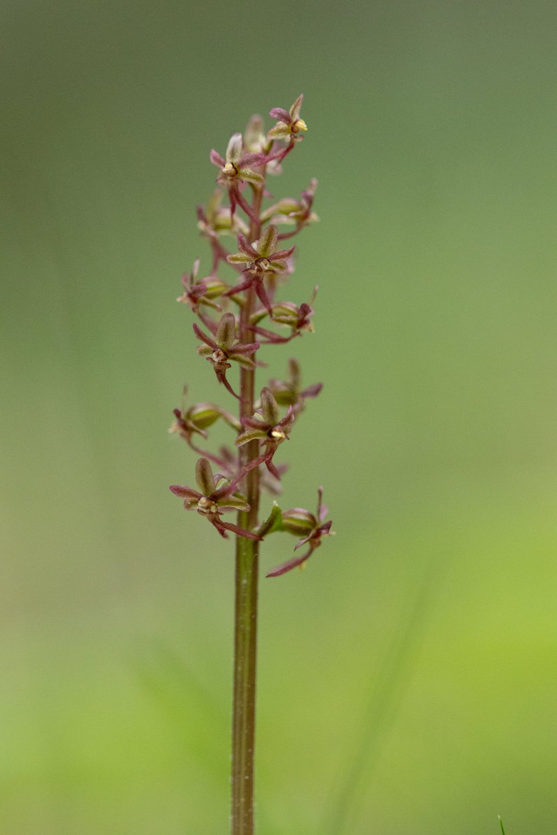strev63's tweet photo. 17/5/24 Aigas Field Centre lesser twayblades were like buses today, wait ages to find one and then get three in quick succession @aigas @Britainsorchids @HardyOrchidSoc @ukorchids https://t.co/9dC2eP1slk