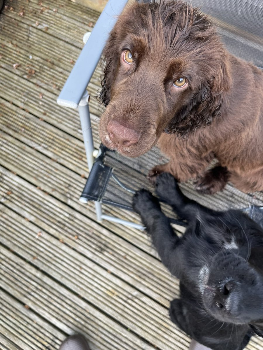 Have a picture of Freddie and Bertie.Available for photo shoots,Weddings and funerals🤣 #CockerSpaniels