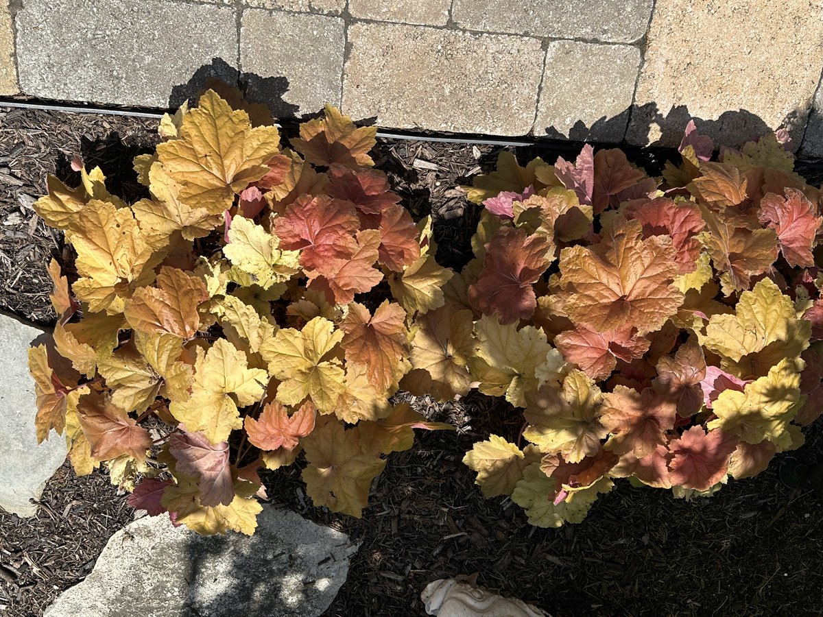 My lime mound spirea is now blooming nicely with a barberry behind it… and the coral bells seem to be thriving….