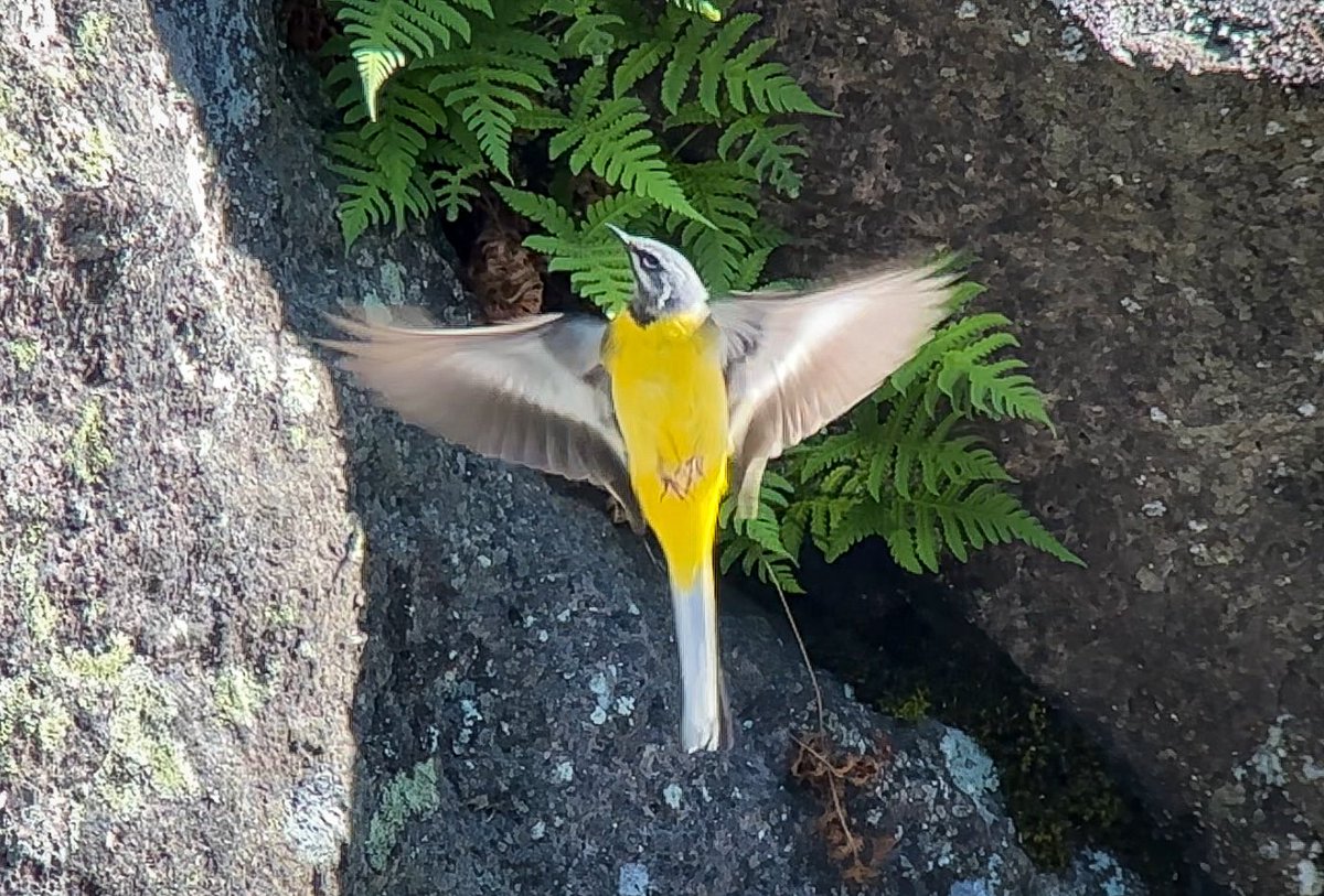Gray Wagtail, Oslo 🇳🇴