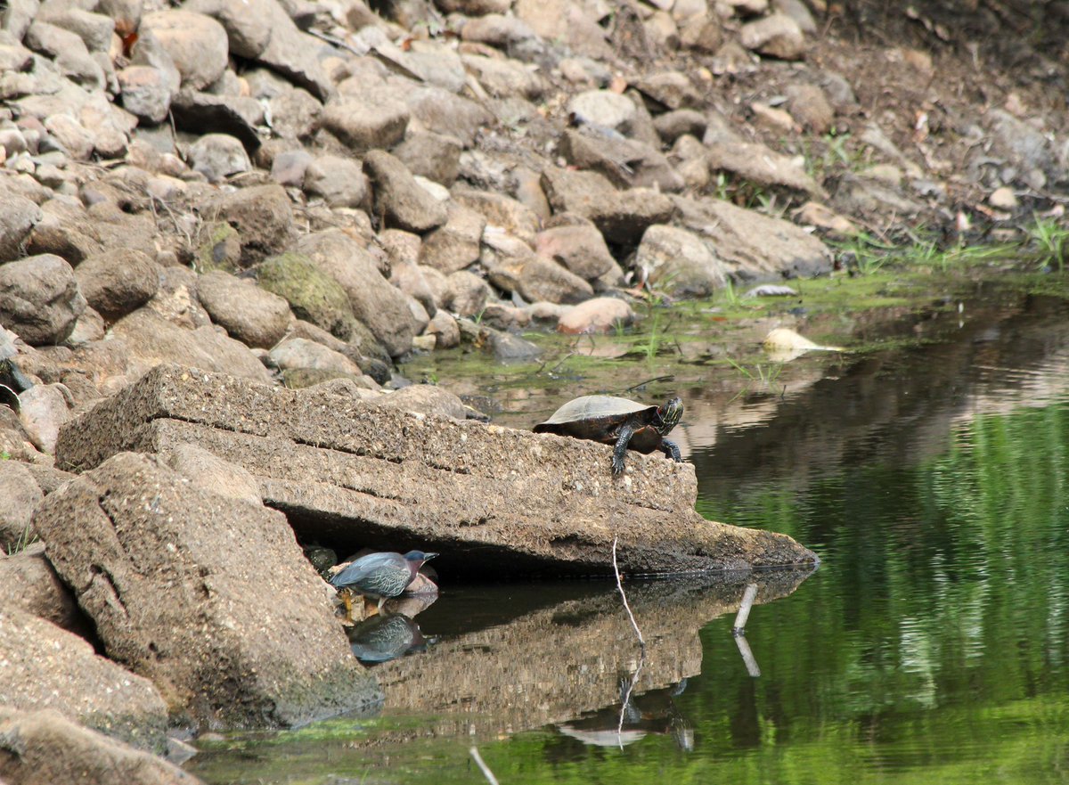 Sam Gebauer (@radiohammy) on Twitter photo An ambitious green heron stalking its prey in Green-wood Cemetery #birdcp <a href="/BirdBrklyn/">Brooklyn Bird Alert</a> An ambitious green heron stalking its prey in Green-wood Cemetery #birdcp <a href="/BirdBrklyn/">Brooklyn Bird Alert</a>