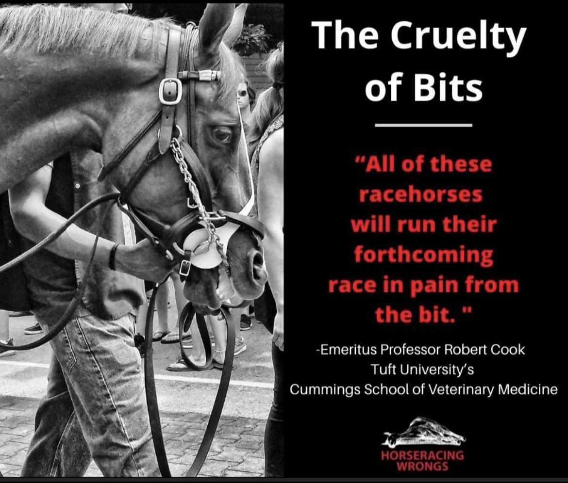 The Cruelty of Bits! #EndHorseracing #HorseracingKillsHorses #BoycottHorseracing 
#Horseracing is #AnimalAbuse #AnimalCruelty #Preakness149 #Preakness #PreaknessStakes 
❌🏇❌🏇❌🏇❌🏇❌🏇❌
horseracingwrongs.org/2022/08/26/the…