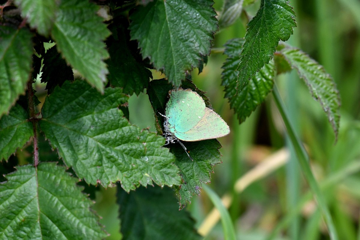 18/5/24 SWT Carlton Marshes finally managed to find Green Hairstreak while doing transects,good to find 1 even better to find actually 2 @SWT_NE_Reserves @suffolkwildlife @SWTCarltonMarsh @BC_Suffolk