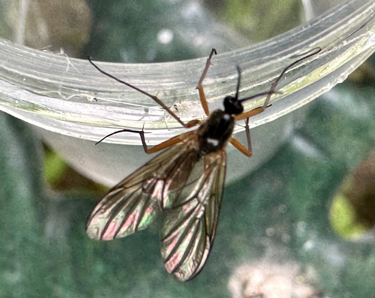 Denise Wawman tweet media