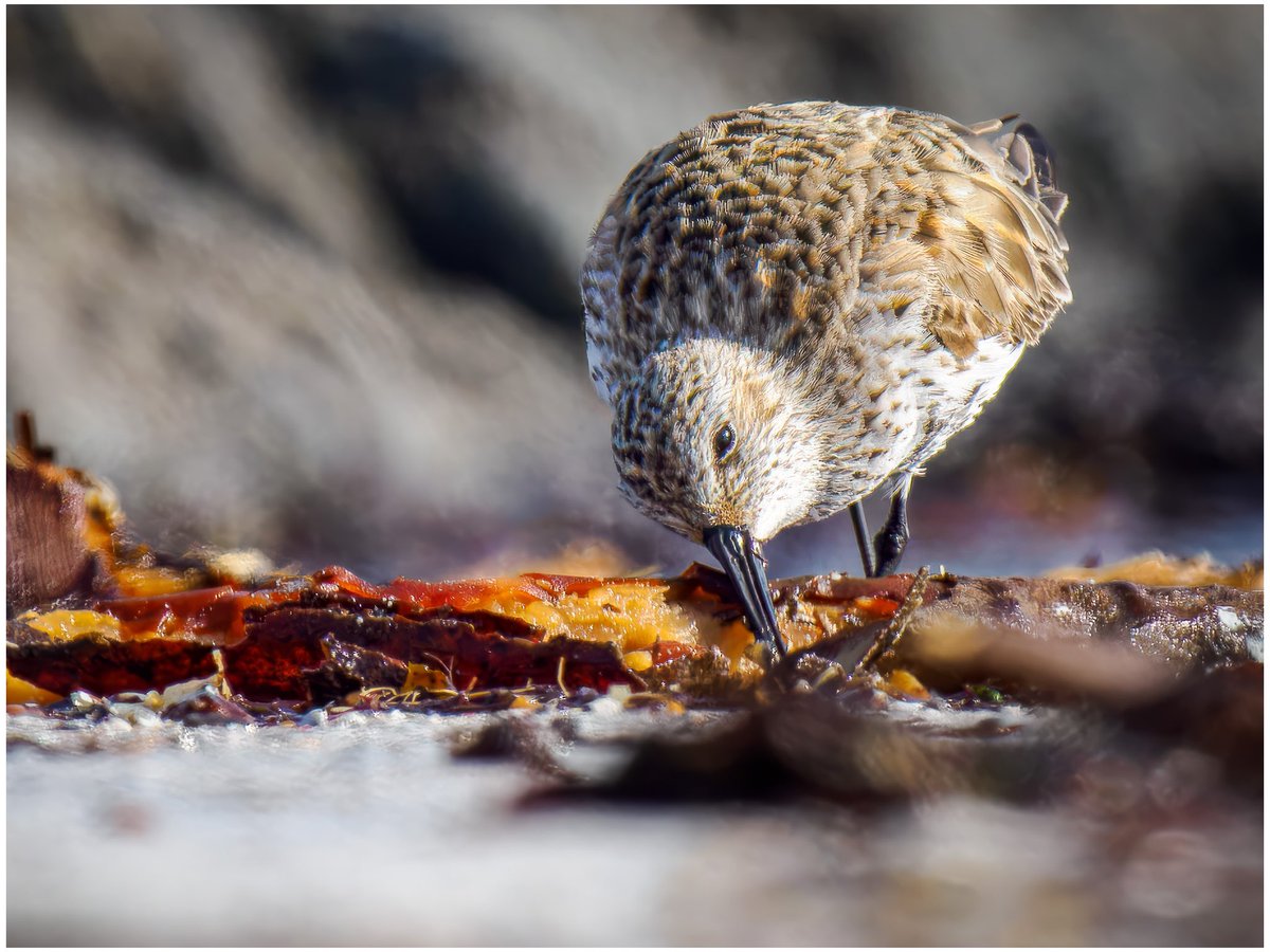 Dunlin foraging amongst the seaweed. North Uist, Outer Hebrides. #bird #birdphotography #outerhebrides #northuist #dunlin #wildlifephotography #ukwildlifeimages #olympusphotography #omsystem @OlympusUK @ElyPhotographic