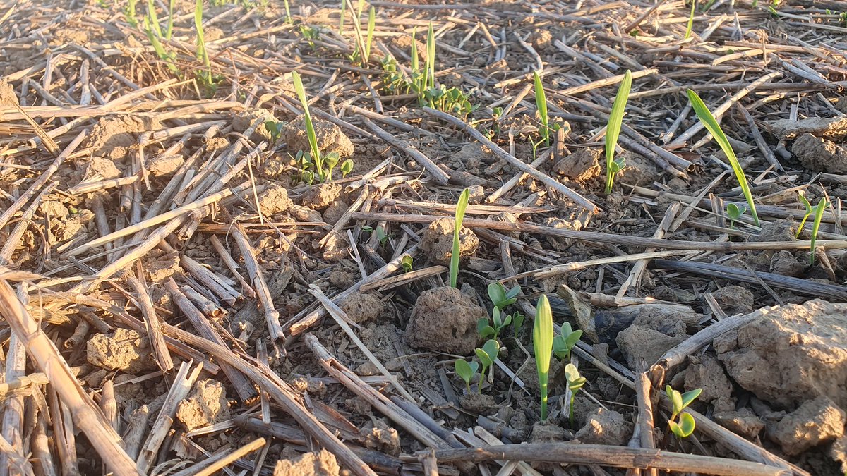Squeaky bum time for the linseed. Lets hope for a few more days good growth. 🤞