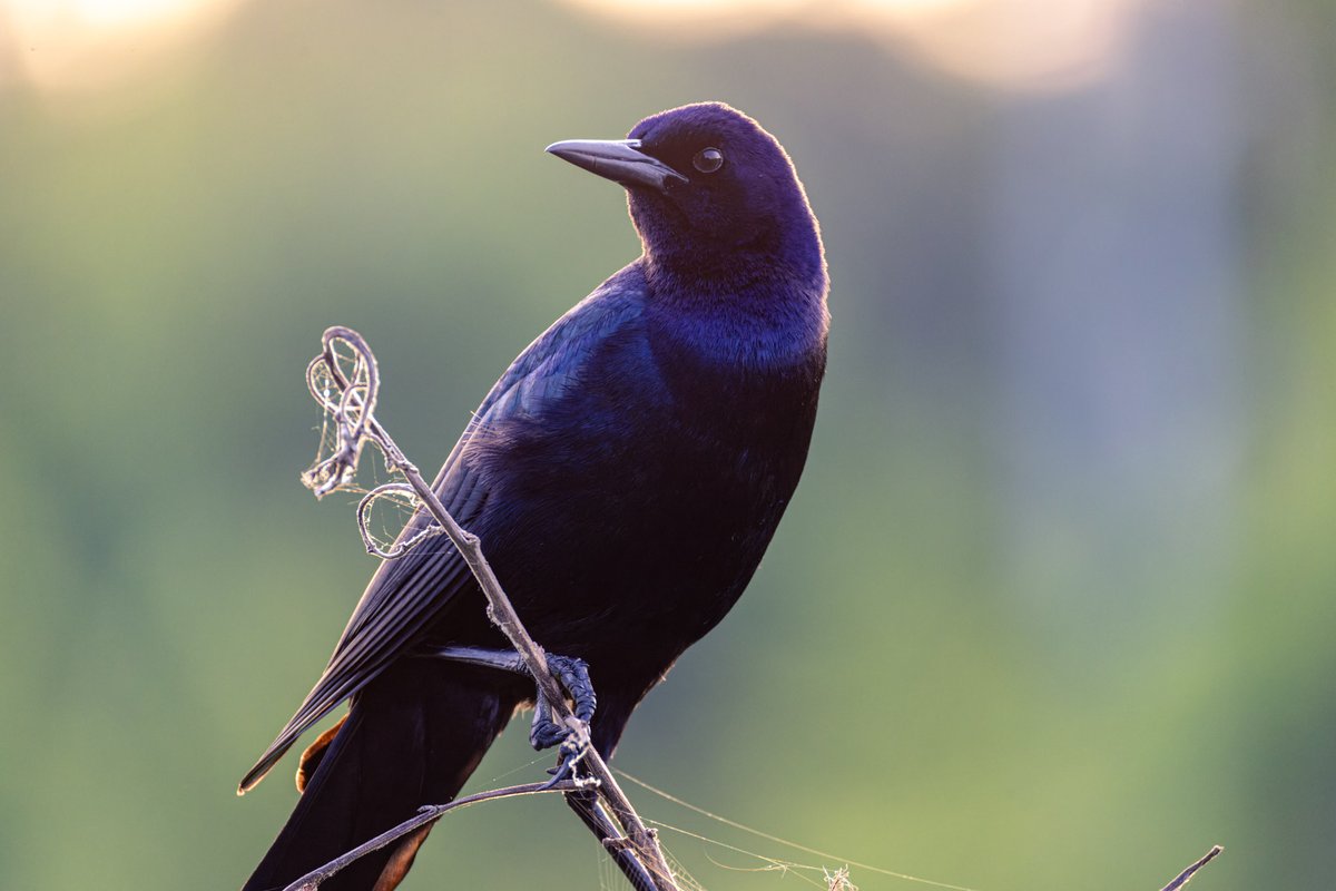 And a boat-tailed grackle.