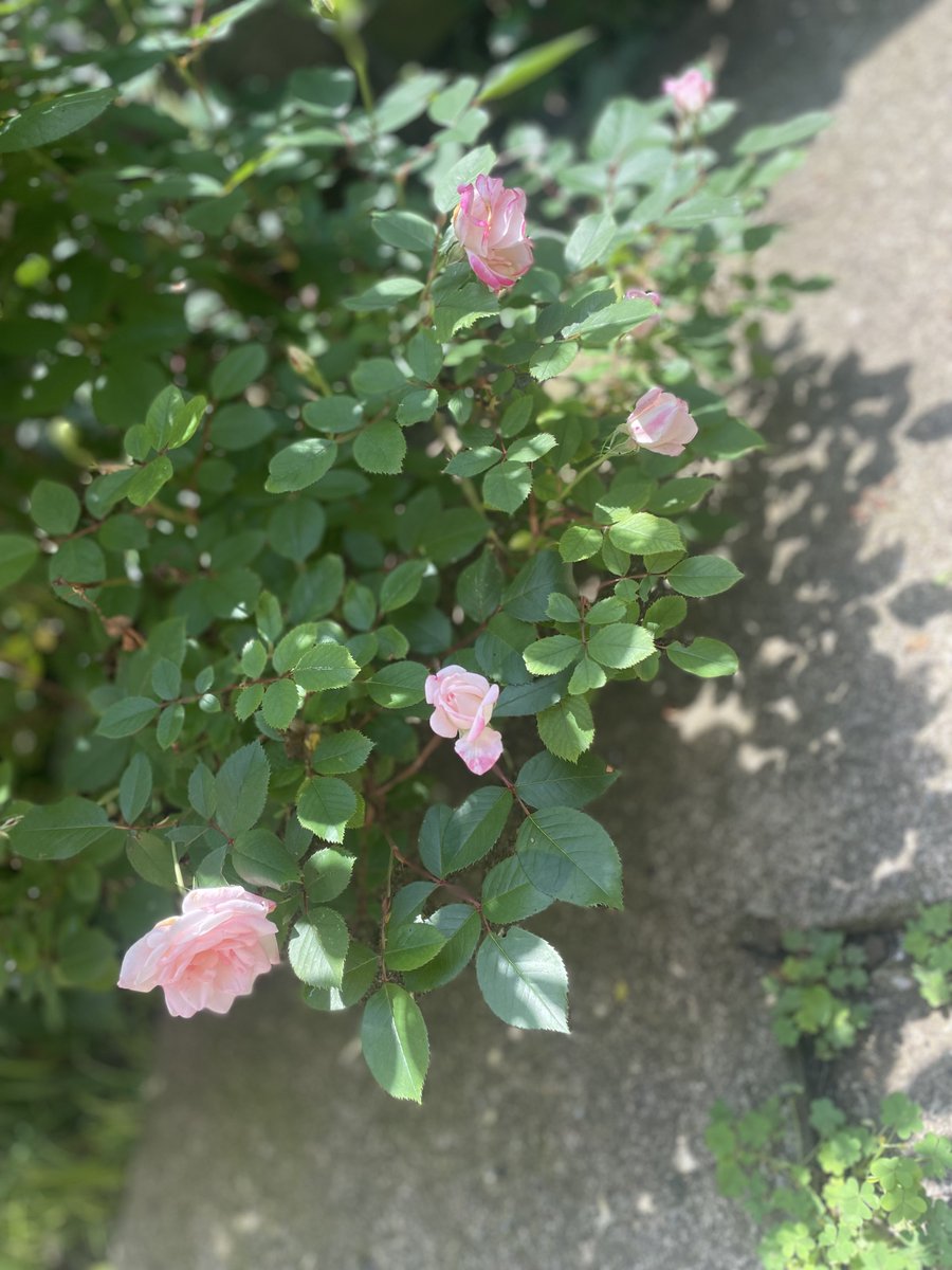 My rose bush is starting to bloom again 💐 I planted her from pot to ground around 3 years ago. She’s grown bigger every year. 💗