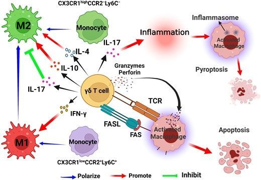 γδ T cells influence macrophages polarization via secreting IFN-γ, IL-17, IL-10, and IL-4, and regulate macrophage apoptosis and pyroptosis with Fas-FasL, perforin/granzyme, and TCR or inflammation promotion. Learn more in this #JLB by Hu's team. buff.ly/4b7FO7H