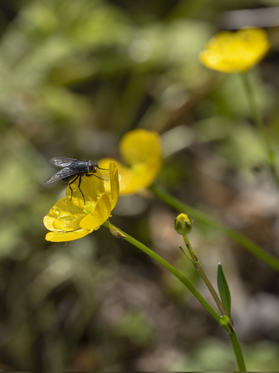 Blowing in the wind #Togtweeter #ThePhotoHour #snapyourworld #insects #flies #pollinators #flowers #plants #NaturePhotography