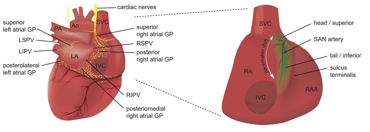 Check out the latest review in the May 10th issue of @CircRes by Hennis & colleagues on 'Pacemaker Channels and the Chronotropic Response in Health and Disease' at ahajrnls.org/44KsYKl