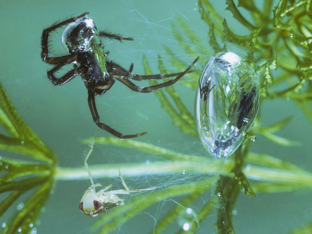 These Funky Spiders Are Lurking by the Water ~ buff.ly/4bEH4z4