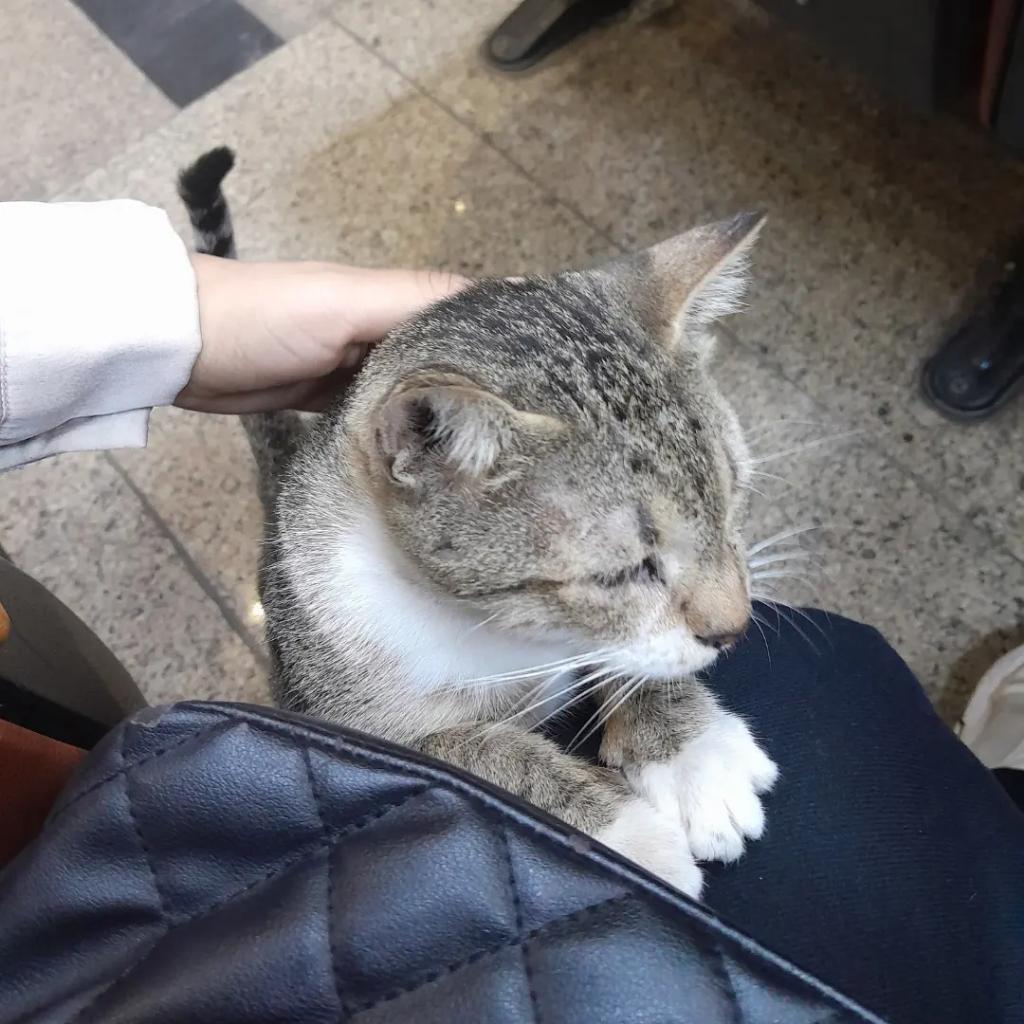 بضعف قدام اي قطة بجد وبذات بتوع الشارع حاجه ف منتهي العسل والله♥️