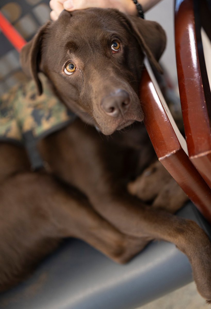 Meet Biscuit. Biscuit is one of the Walter Reed facility dogs. Biscuit took part in Staff Resiliency Week, May 16. The event is designed to recognize the dedication and efforts of Walter Reed staff. A 🧵 of photos by Ricardo J. Reyes/DOD.👇