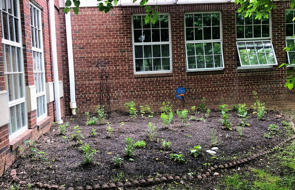 1stGradeKilmer's tweet photo. @EscuelaKeyAPS our pollinator garden is growing.🌿 All the rain 🌧️is really helping. And curious minds are wondering 🤔 "When will there be flowers?" 🌺🌼🪻#SomosKey #APSGreen @APS_Sustainable
📷 https://t.co/OAu5i04Xbr