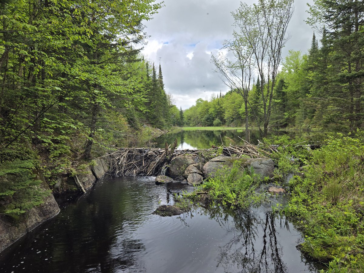 netter48's tweet image. Long weekend vibes
#getoutdoors #polarisoffroad