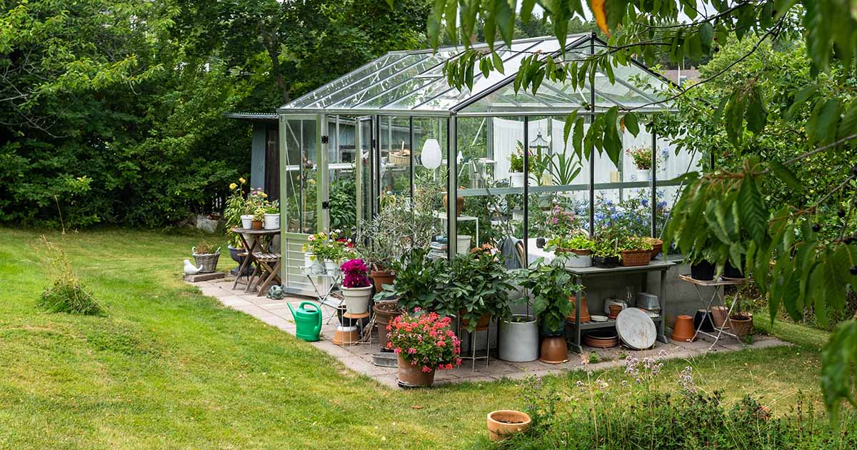 When and How to Start Seeds in a Greenhouse - Greenhouses are ideal for getting a head-start on the growing season by starting seeds early. Learn how to start seeds in a greenhouse now on Gardener's Path. #gardeningtips #gardening gardenerspath.com/how-to/greenho…