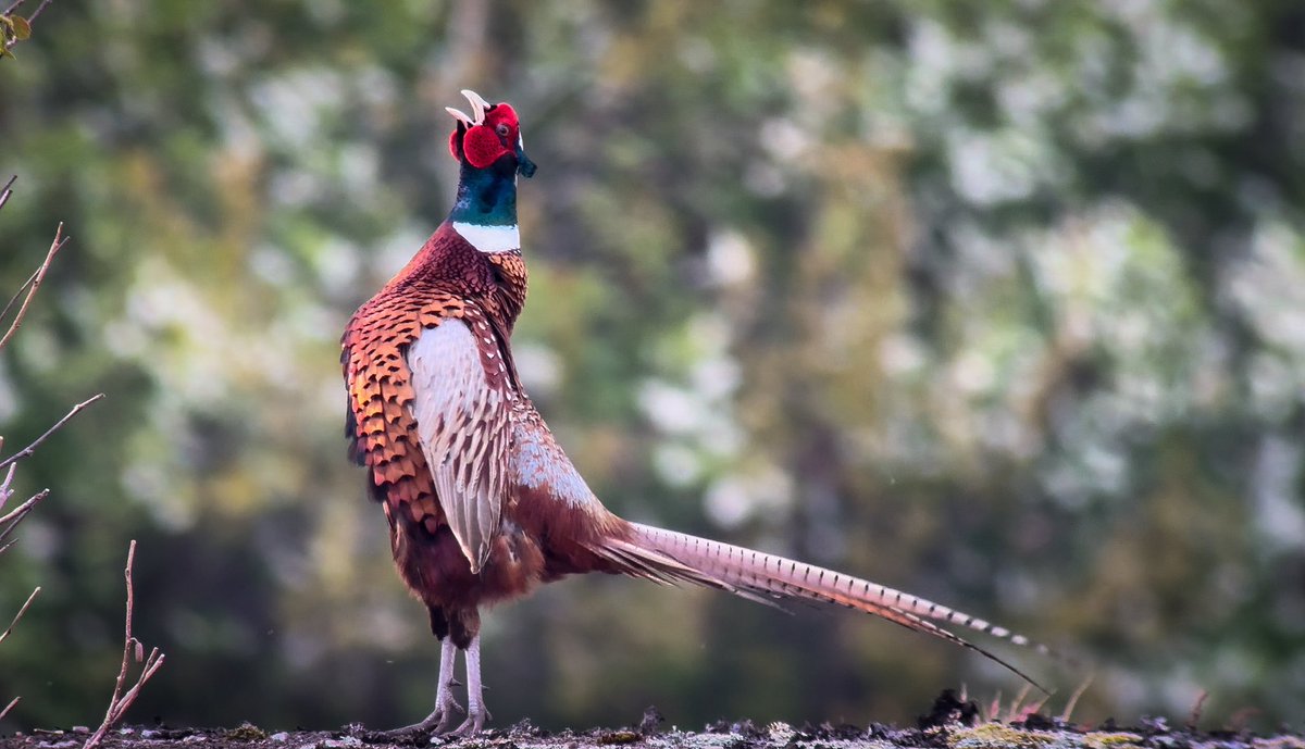 Fabulous Pheasant. Stavern, Norway.