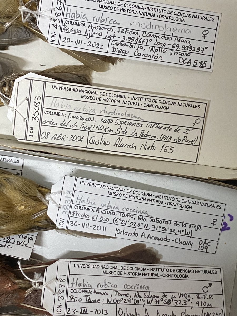 Celebrating #IMD2024 doing museum stuff today: installing new material, cataloging a legacy series from a late ornithologist, double-checking subspecies IDs in woodcreepers/tanagers, and realizing of a new species for 🇨🇴 based a 2005 skin (wrong ID). Have a nice museum day y’all!