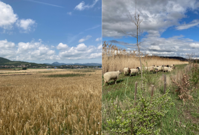 🌱💧 Soutenez le projet d'agroécologie et d'irrigation durable de la @fsarlieve ! 💧🌱

La Ferme de Sarliève s'inscrit dans une démarche agroécologique, s'appuyant sur les complémentarités entre productions et étant une source d'une alimentation saine.

#Agroécologie #Durabilité