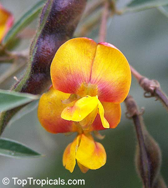 toptropicals's tweet photo. 🤴 What was discovered in the Pyramids: Pigeon Pea - an #AncientSuperfood...
🫘 #Cajanus cajan - #PigeonPea - existed for more than 4800 year! It's been widely consumed in South Asia, South East Asia, Africa, and Latin America. Documented in India since 2,800 BC; reached Ancient Egypt around 2,200 BC.
🫘 Provides flavorful, nutritious, and healthy food, with potential to become widely popular like Japanese sushi 🍱
🫘 It is a showy #perennialwoodyshrub or small tree, 4-8 ft tall, with soft leaves. Can be grown in container🪴
🫘Pretty flowers are yellow, with purple or red streaks, pods containing oval to round seeds.
🫘 Many culinary uses: the healthy and #tastybeans used in rice dishes, soups, stews, tempeh, tofu. Unripe pods eaten in curries, leaves and young shoots cooked as a vegetable.
🫘 Rich source of fiber, protein, vitamins (B, C, E, K), and minerals (calcium, iron, magnesium, manganese, phosphorus, potassium, zinc).
🫘 Medicinal value: various folk medicinal uses for sores, bladderstones, jaundice, skin irritations, bronchitis, coughs, pneumonia, toothache, dysentery, and more.
🫘 Everyone can grow it! The plant is super easy, tolerates poor soils, drought tolerant, improves soil quality like many other beans.
📚 Learn more about Pigeon Pea
https://t.co/9yqth7B8EH
🛒Grow your own Pigeon Pea Superfood
https://t.co/U0XyIWnZYa
#Food_Forest #Remedies #Container_Garden #Fun_Facts #TTtelegram