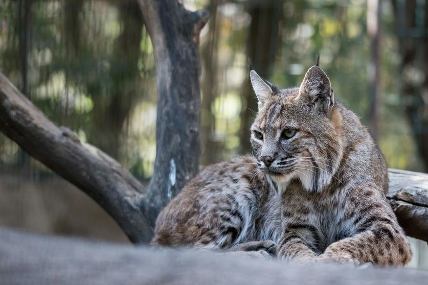 El lince ibérico se aleja del riesgo de extinción mientras CyL estudia su reintroducción en los Arribes zamoranews.com/articulo/47-co…