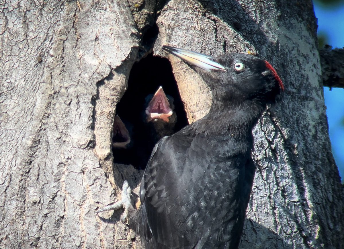Dinner time. Black Woodpecker, Oslo 🇳🇴