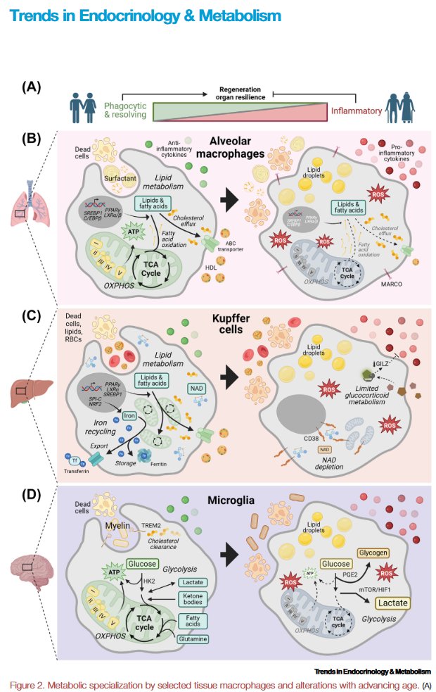 🚨FREE LINK to our latest review on metabolism of tissue macrophages depending on LOCATION AND AGE: authors.elsevier.com/a/1j6Zt3jDgWq3… Tissue-resident #macrophage #metabolismis diverse across organs to support distinct tissue functions. #Aging deregulates this balance: #inflammaging