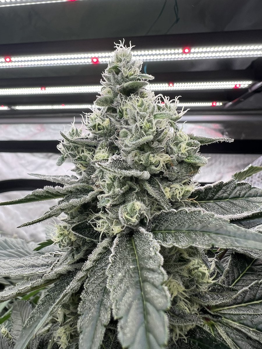 🐾Frictrix (Apple Fritter x Chemdog 91bx3) by Lucky Dog Seed Co.

Looking like some 'High Times' shit.

#thehunt #fromseed #AthenaPro #gavita #onemancrew