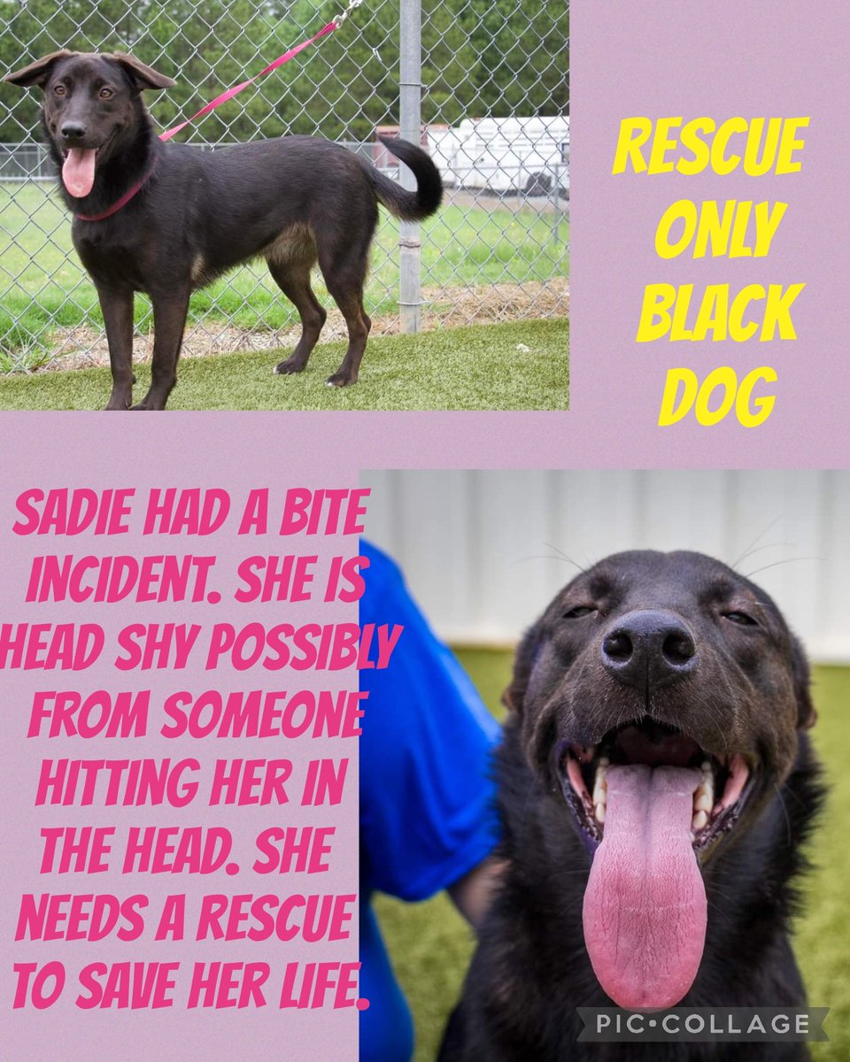 URGENT WILL BE EUTHANIZED ‼️ 

RESCUE ONLY 

SADIE had a bite incident. She is head shy possibly from someone hitting her in the head.

1yr
Lab mix 
Spayed
Hw-
ahill@cumberlandcountync.gov
Cumberland Cnty Animal  NC 
#rescue #adopt #dogs #deathrowdogs #deathrow #rescueonly #share