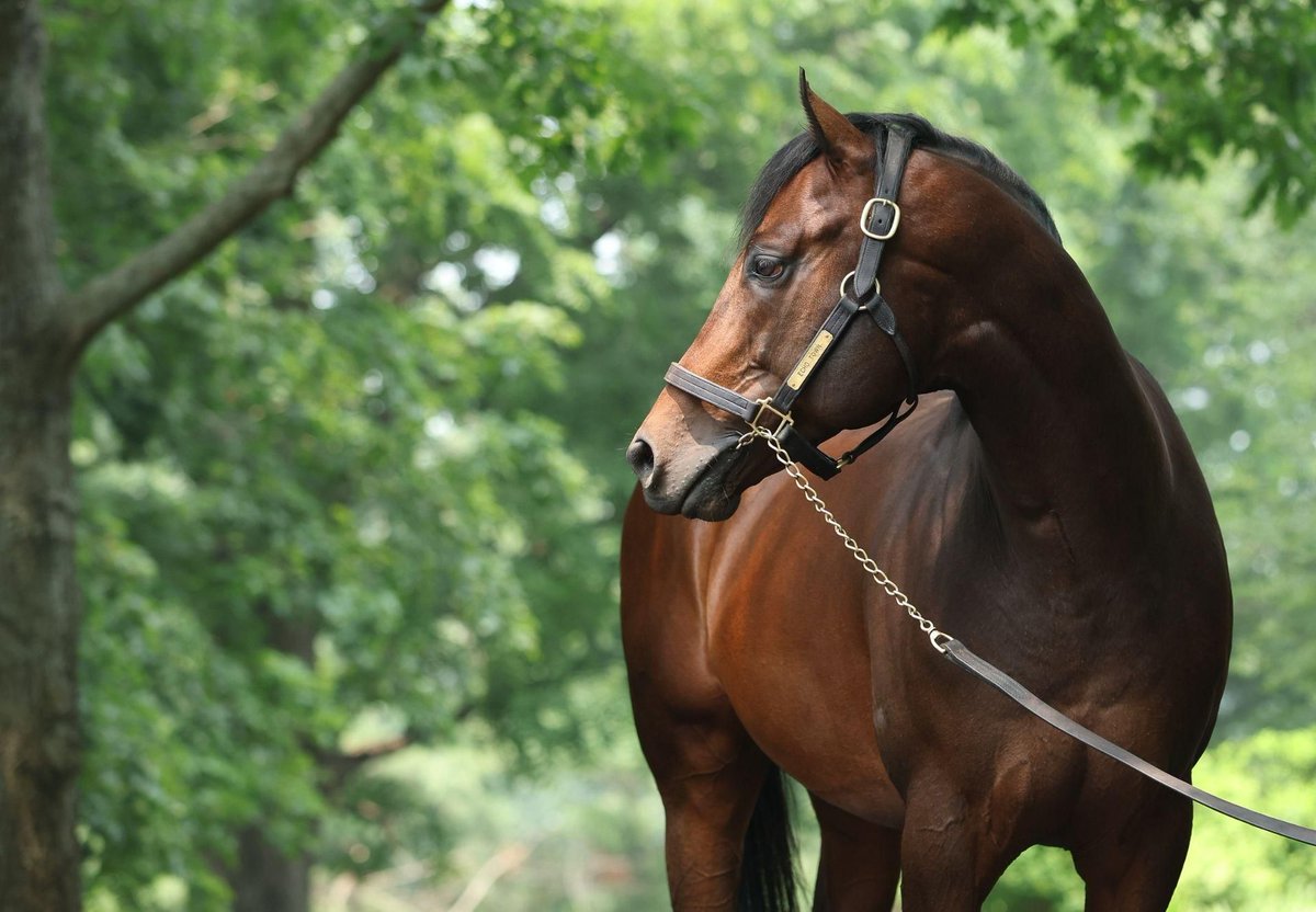 Four Echo Town Juveniles Offered at Fasig-Tipton Midlantic. Four juveniles from Grade I winner Echo Town’s first crop are on offer next week at the Fasig-Tipton... bit.ly/3wGO93c