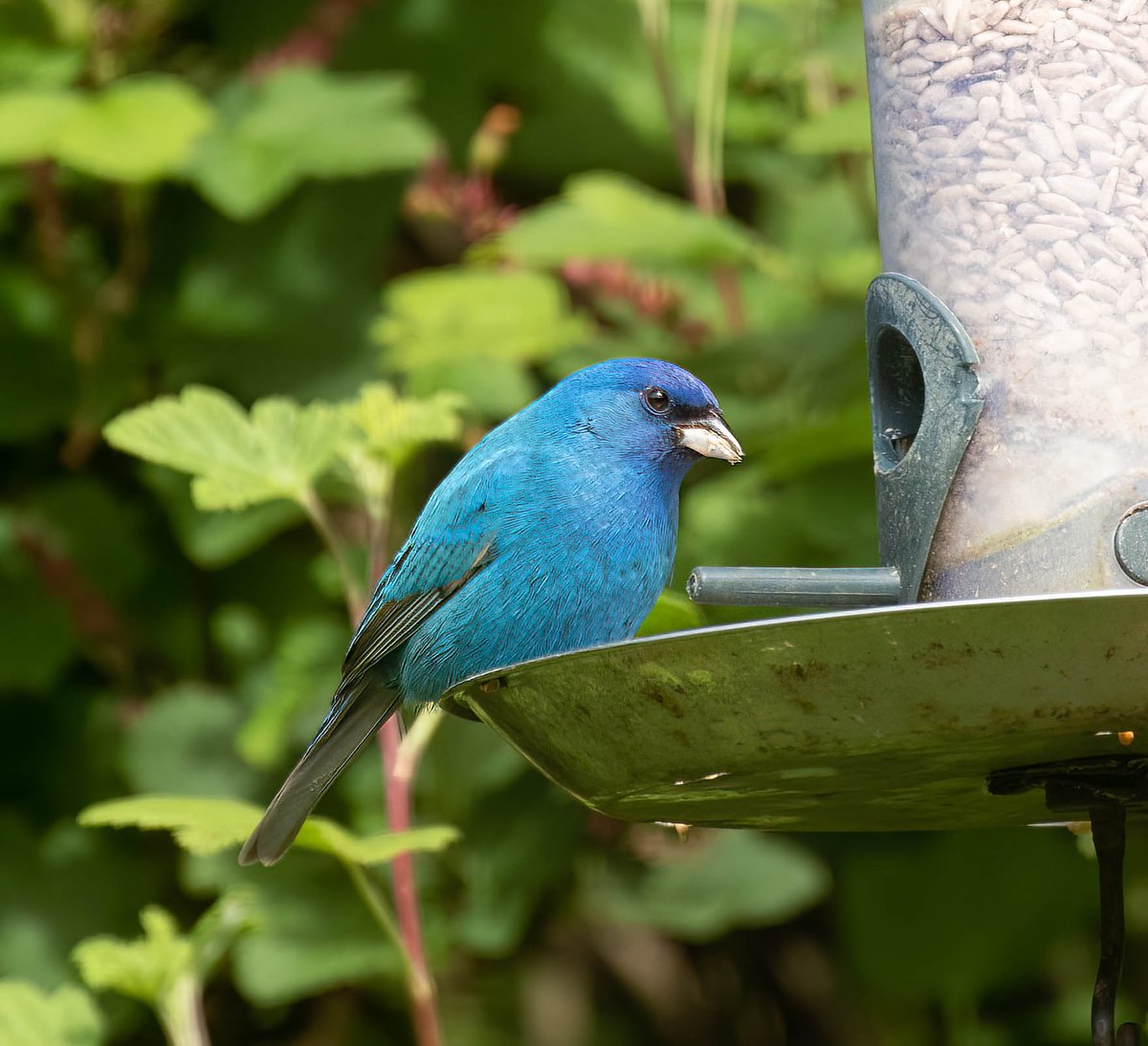 Indigo Bunting