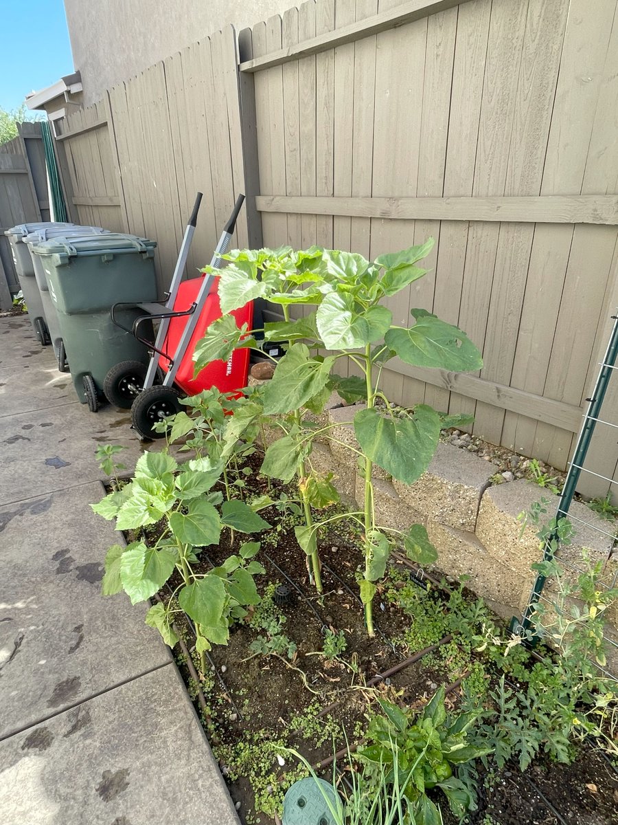 The garden is coming along as planned. 1(2)

#victorygarden #zone9b #heirloomseeds #heirloomvegetables #vegetablegardening