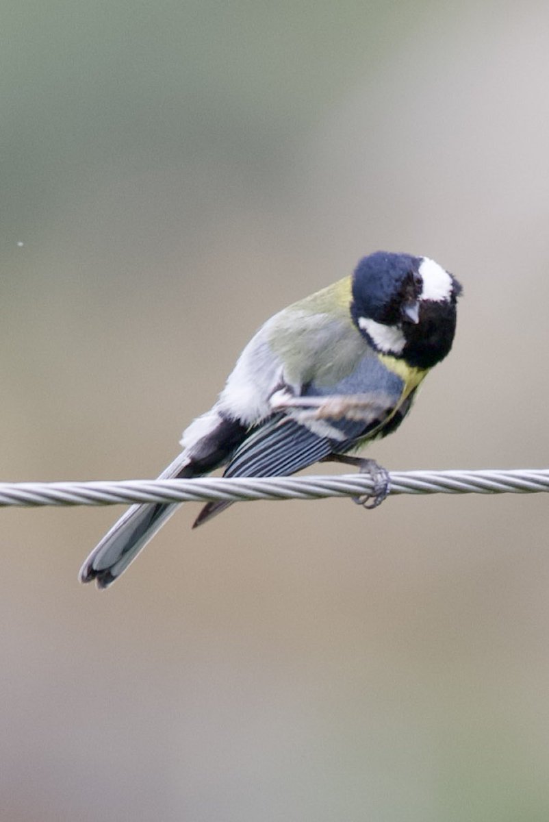 purenbali's tweet photo. Great tit - Parus major - Büyük baştankara
#birdphotography #birdwatching #BirdsSeenIn2024 #BirdsOfX #BirdsNeedOurHelp #nature撮影会 #naturelovers #GardeningX #NaturePhotography #NatureBeauty #NaturePositive #wildlifephotography #nikonphotography #nikonz6ii #hangitür https://t.co/hsRRQHdohj