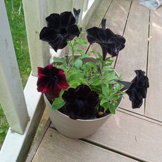 A potted petunia plant with black flowers except for one deep burgundy purple flower