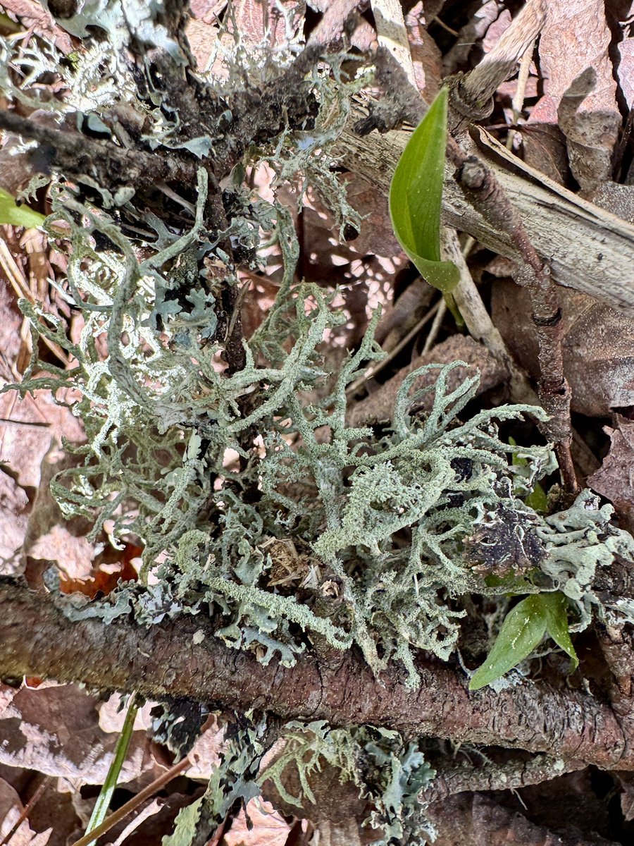 Evernia of sorts? #HotStickSaturday