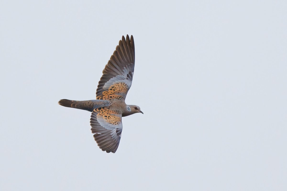 As part of mental health week work gave me an extra 45 minutes on top of my lunch break to do an activity that I enjoy, so off I went to the ever faithful Turtle Dove site. So special to see three birds purring in the trees and chasing each other.