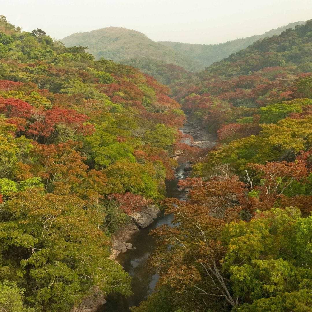 Beautiful Brachystegia trees sprouting gorgeous flowers at Gashaka-Gumti National Park, Taraba State, Nigeria 🇳🇬 📷 @ANI_Foundation