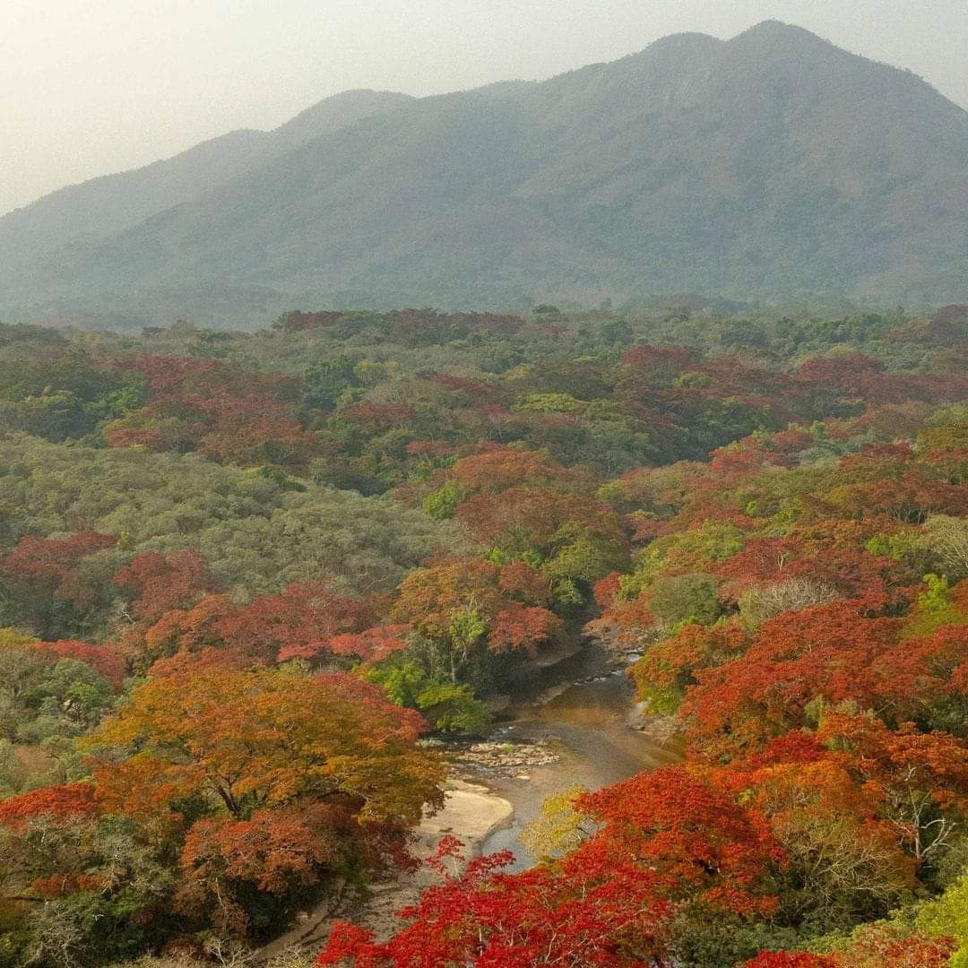 Pastoralist1's tweet photo. Beautiful Brachystegia trees sprouting gorgeous flowers at Gashaka-Gumti National Park, Taraba State, Nigeria 🇳🇬
📷 @ANI_Foundation https://t.co/sZwwQltthK