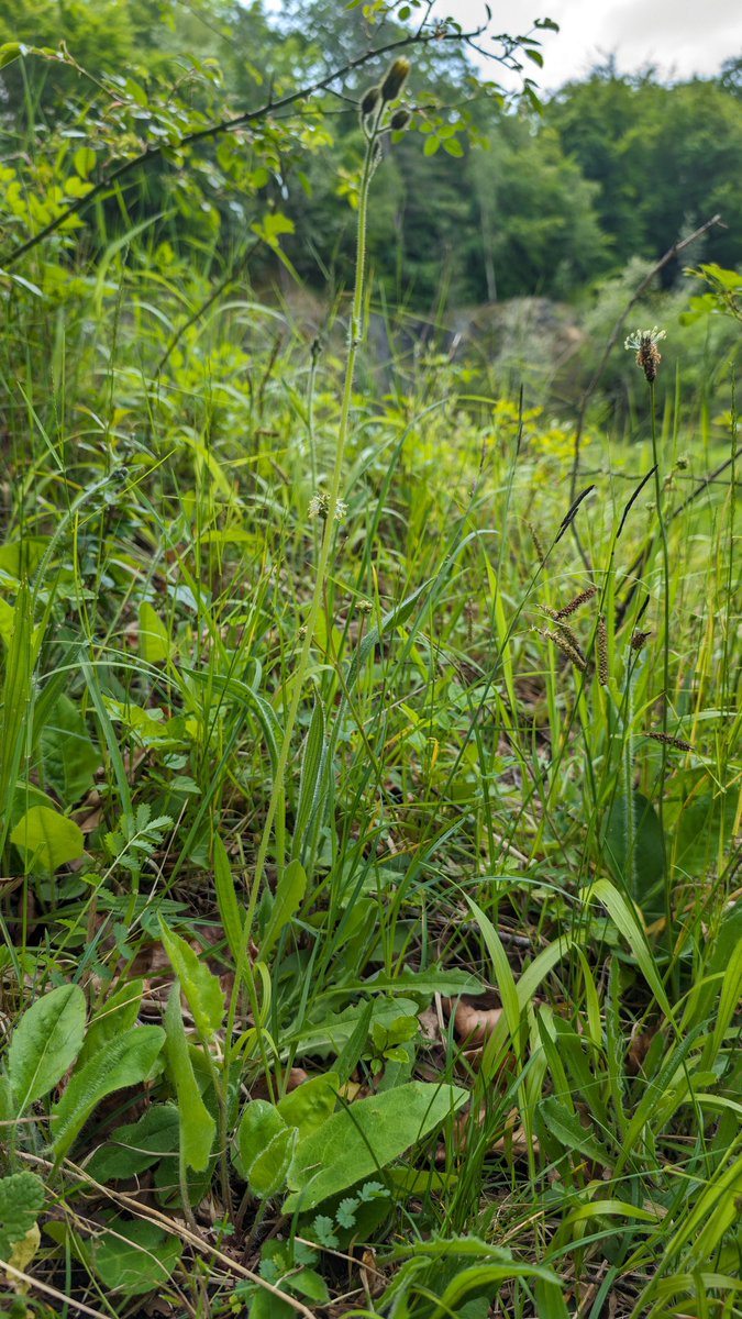 The endemic Doward hawkweed Hieracium dowardense almost flowering today near King Arthur's Cave Symonds Yat #Hawkweed <a href="/BSBIbotany/">BSBI: Botanical Society of Britain & Ireland</a>