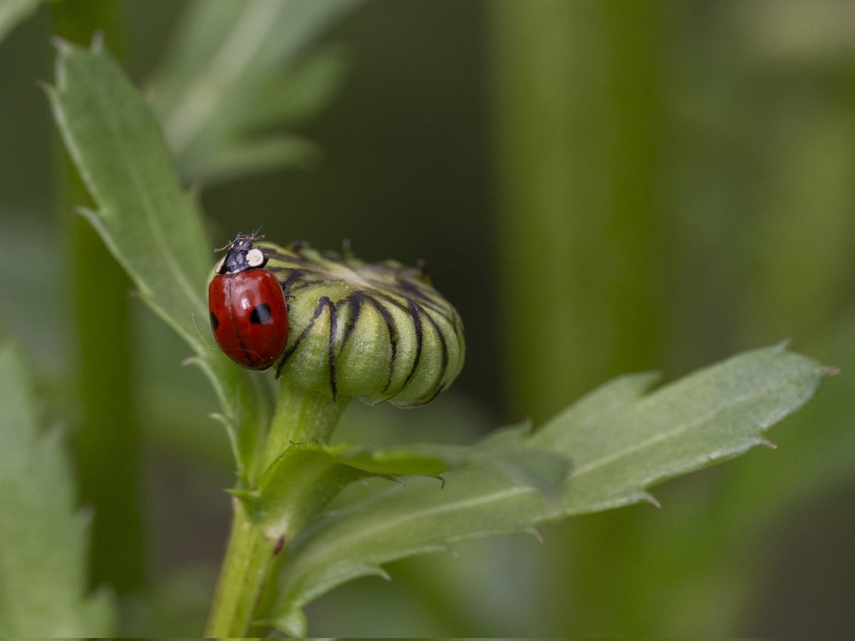 Ladybirds are great for sorting the aphids out #Togtweeter #ThePhotoHour #snapyourworld #insects #ladybirds #NaturePhotography