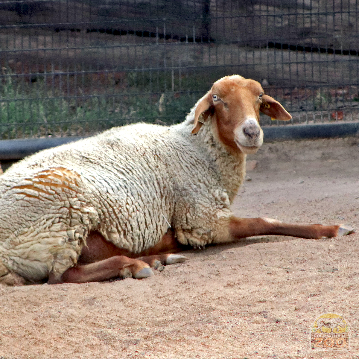 It's National #HeritageBreedsDay! DYK some of our 'farm' animals in Kid's Country are actually rare heritage breeds facing extinction? Visit #RollingHillsZoo to meet these rare breeds and learn about their importance. 🐐🐑🐓🐄 #WeAreAZA #WhyZoosMatter
