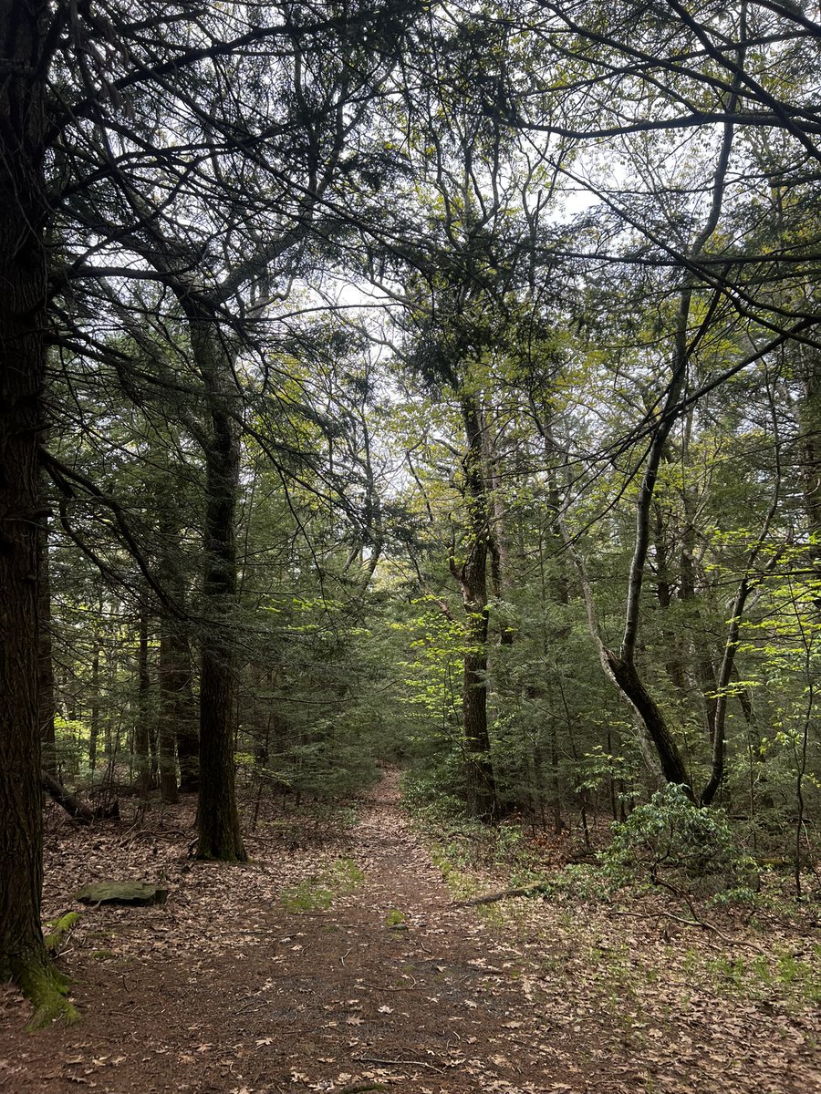 TruSelfN's tweet photo. #nature #forest #trees #beautifulnature https://t.co/mDYAYYcF7S