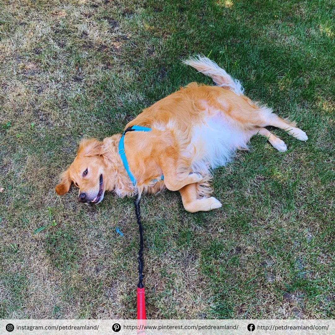 Here I am, giving you my best 'play dead' after a wild game of fetch. Spoiler: I'm just in it for the belly rubs. 🐾✨ 

#dogsdaily #dogwalking #dogadventures #dogleash #dogrunning #dogtraining #spring #petsupplies #pets #dogleash #petproducts #doglovers #petdreamland
