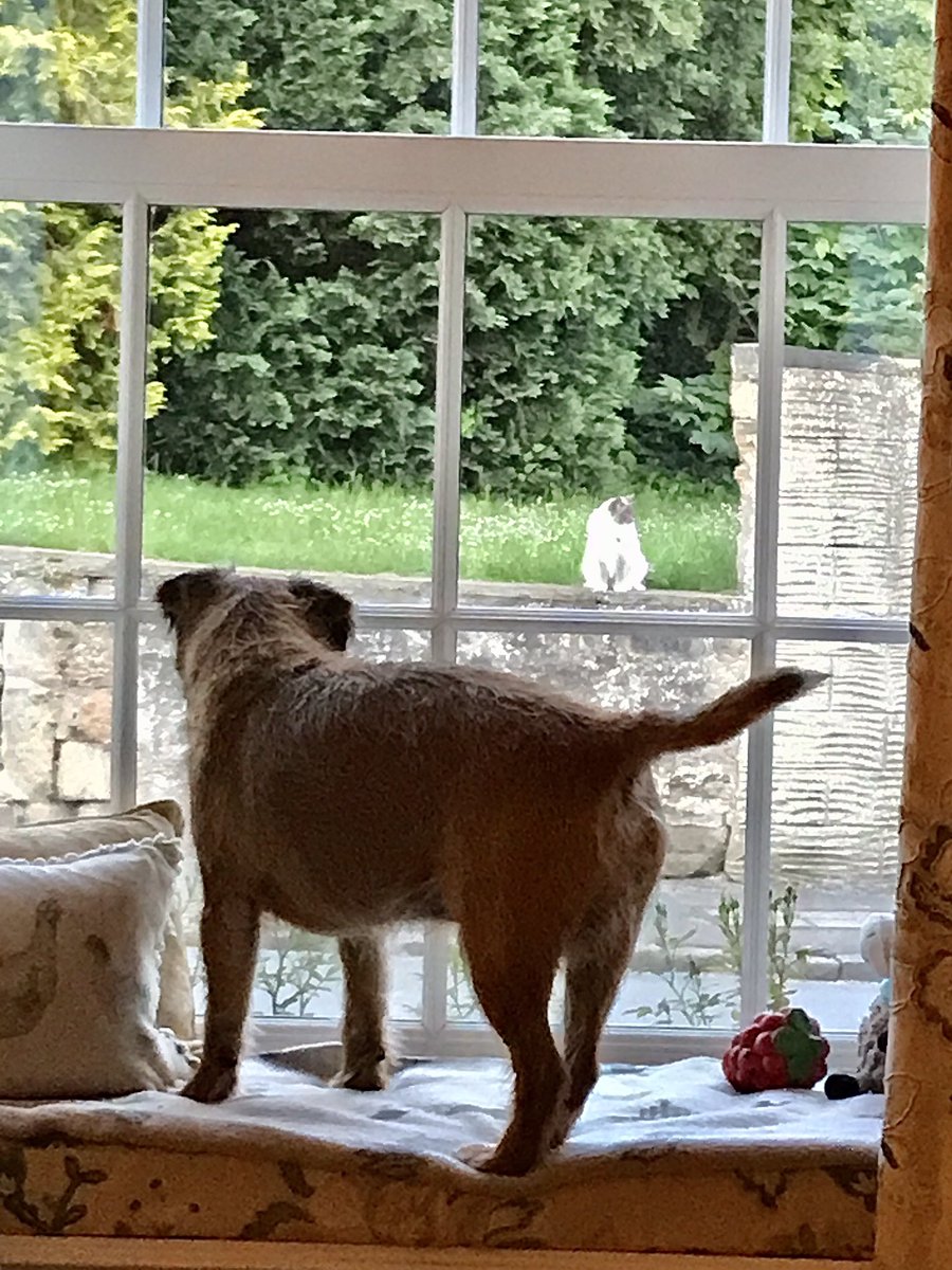 #BTPosse Cat watch on #caturday - dis one is very pesky 🐾🤨