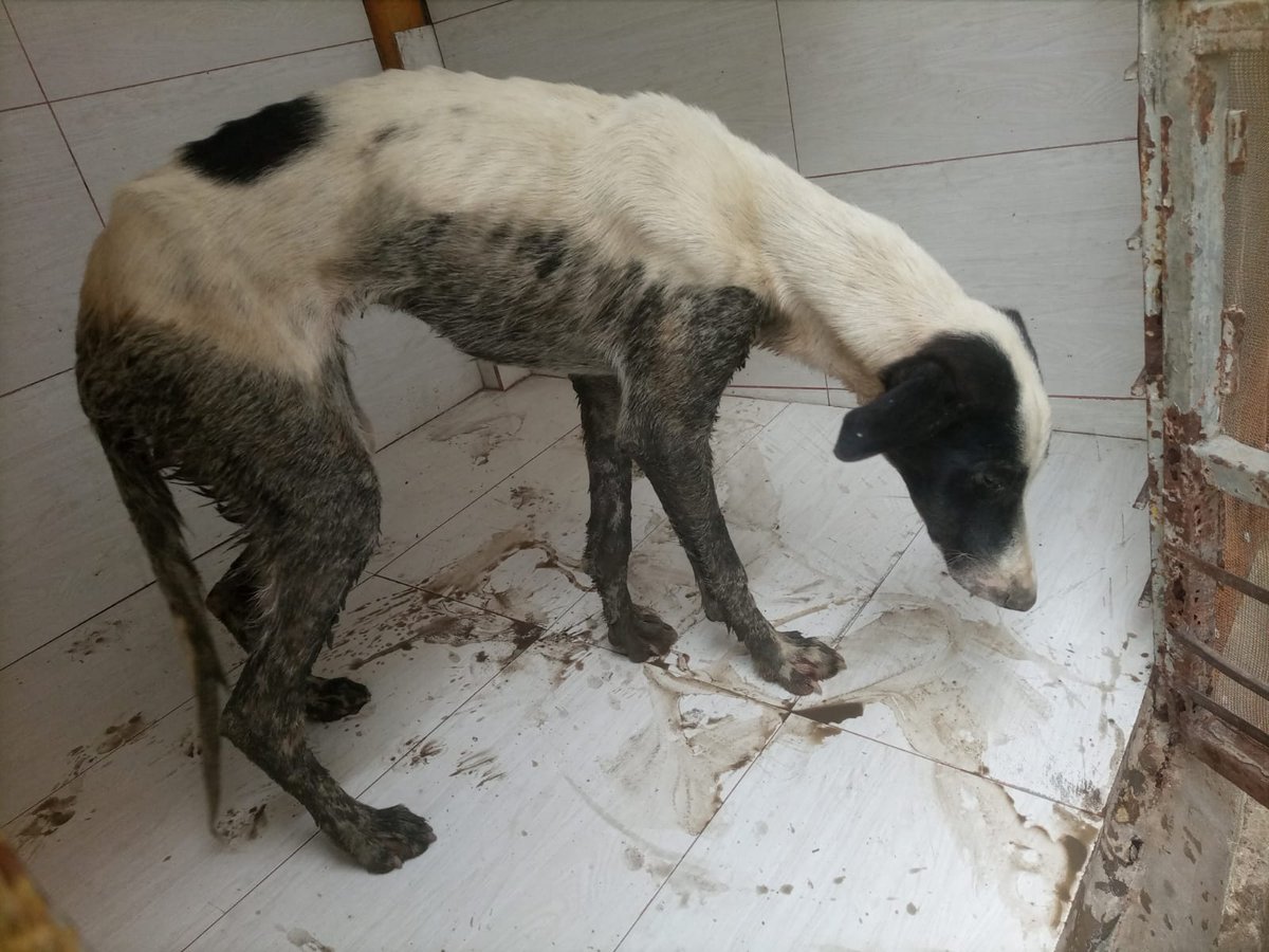 Bexley was rescued from drowning in the canal today. Once cleaned up he was found to be weak, dehydrated and showing nervous signs. Occular discharge also present. His blood samples were sent off to diagnose his condition, as vets suspect he might have distemper. Updates to come